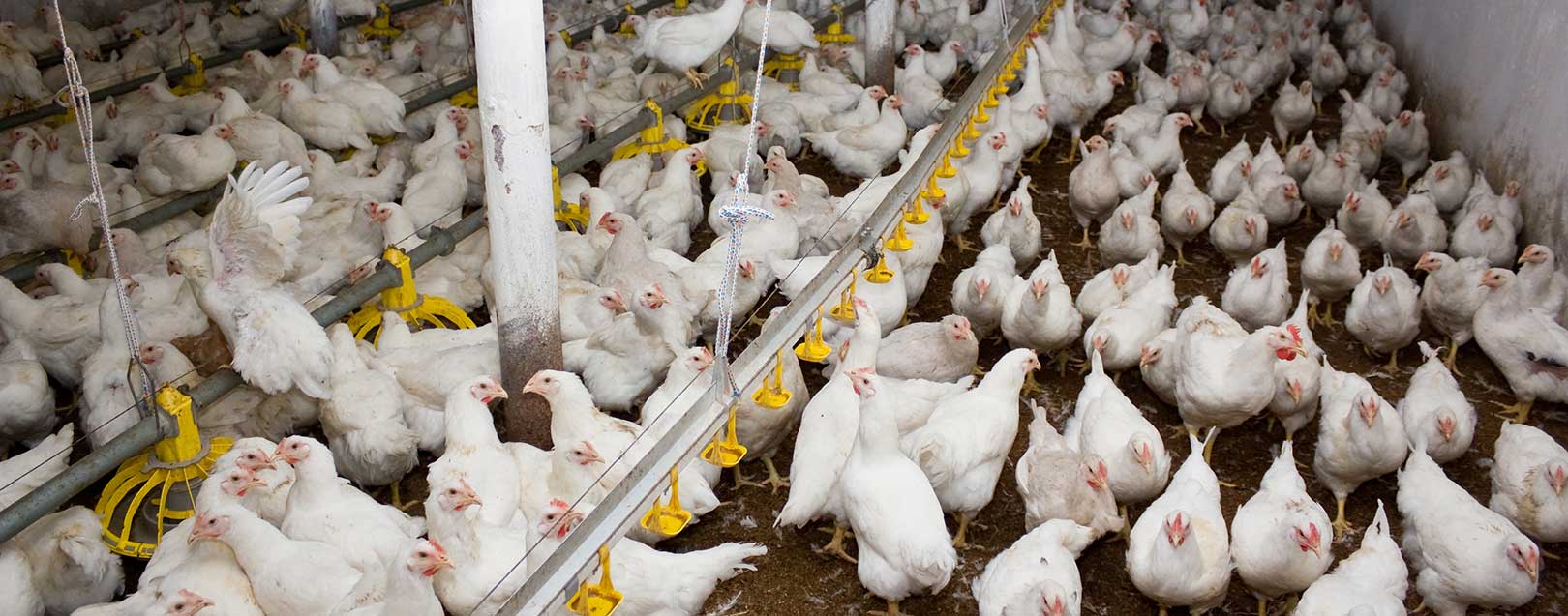 Saudi Arabia bans Indian poultry products