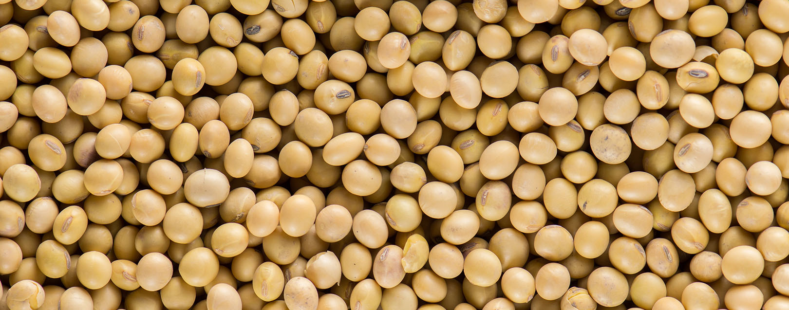 Soybean meal exports witness 735.6% rise: SOPA