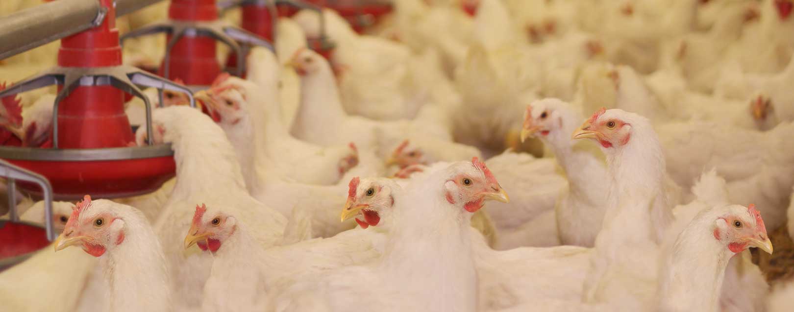 Telangana Poultry Federation Seeks 108% Anti-dumping Duty on US Imports