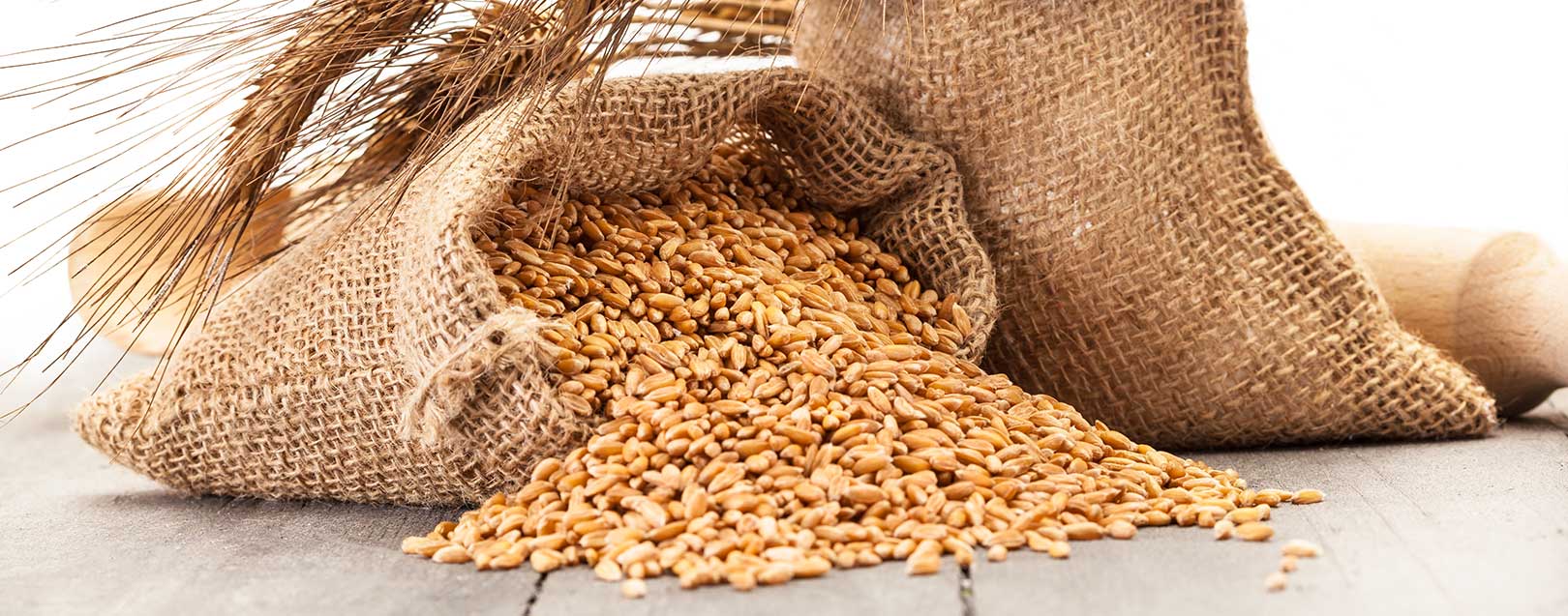 Wheat sowing rises 7%, pulse acreage up 11% this Rabi season