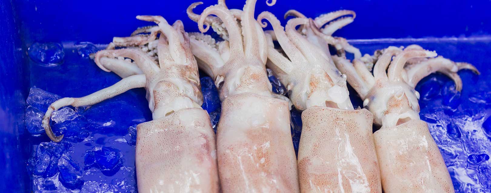 Vietnam’s cuttlefish, octopus export to grow this year