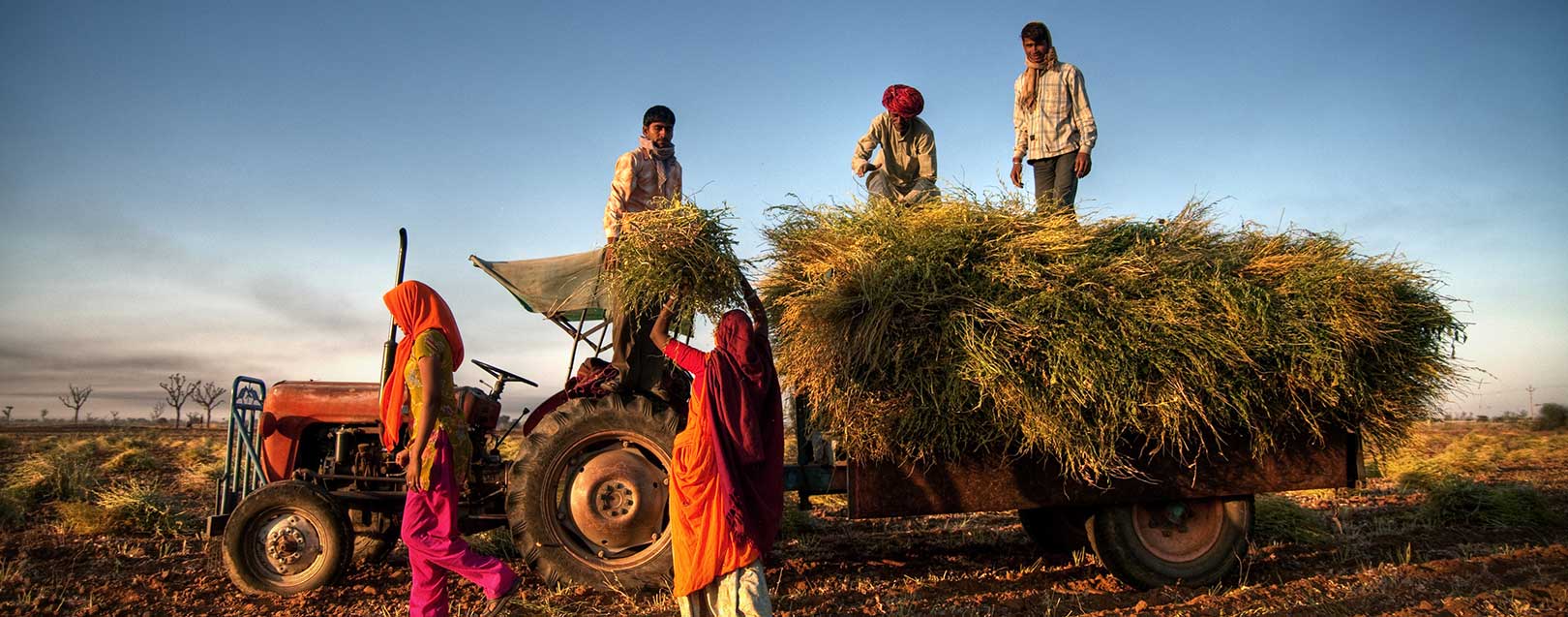 No role of middlemen in wheat procurement: Adityanath