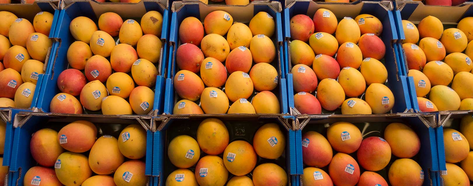 India may export mangoes to Australia after meeting their biosecurity standards