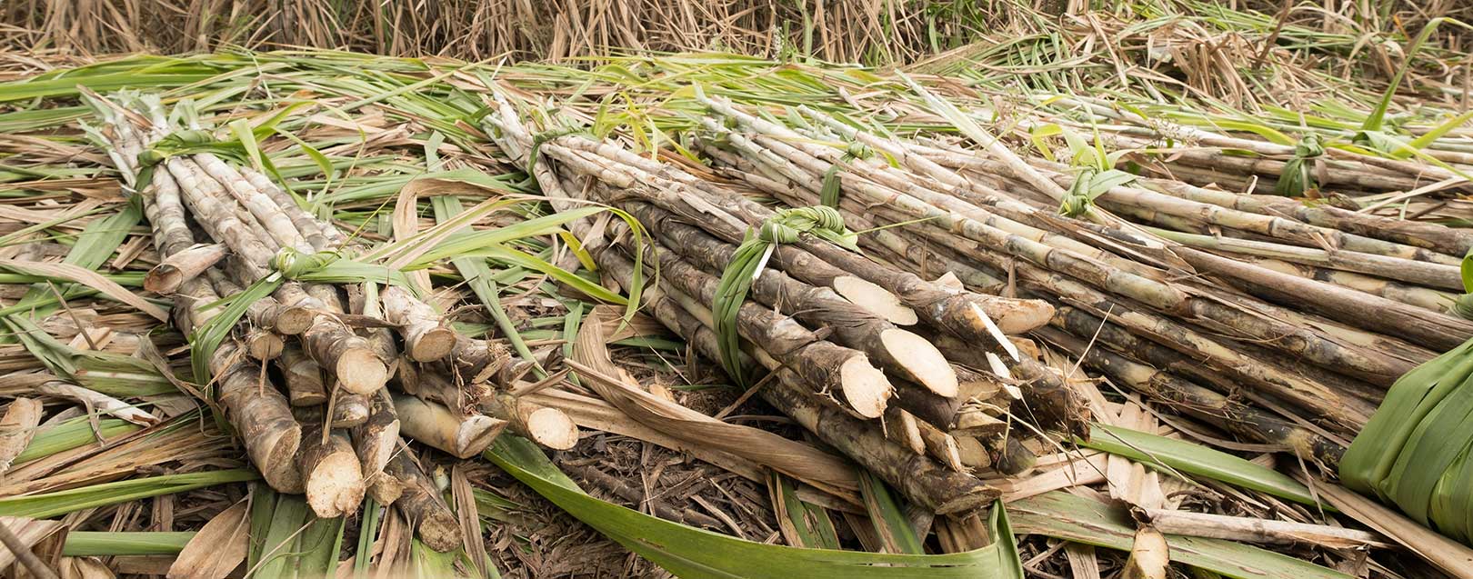 Govt increases sugarcane’s fair price by Rs. 25/quintal to Rs. 255