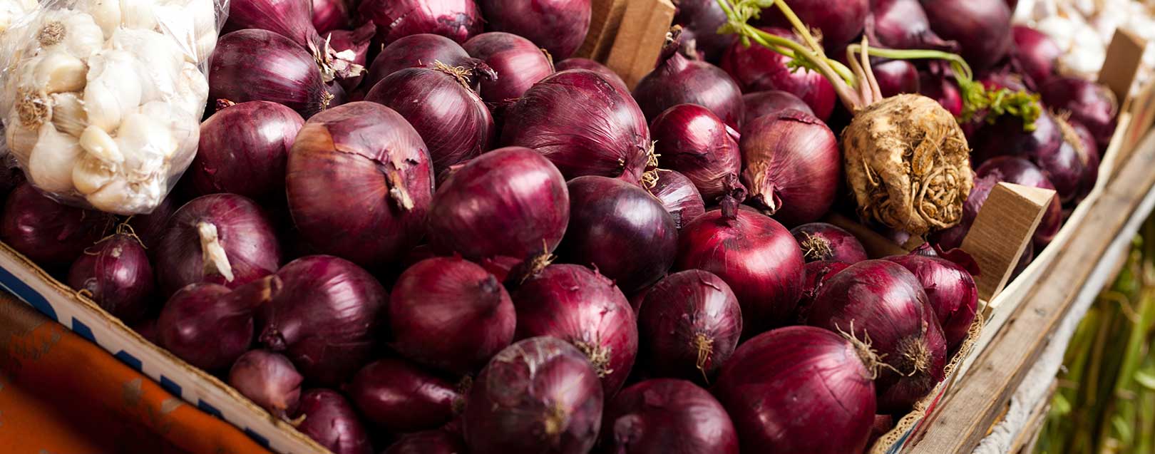 Centre to procure 2 lakh tonne onions from MP
