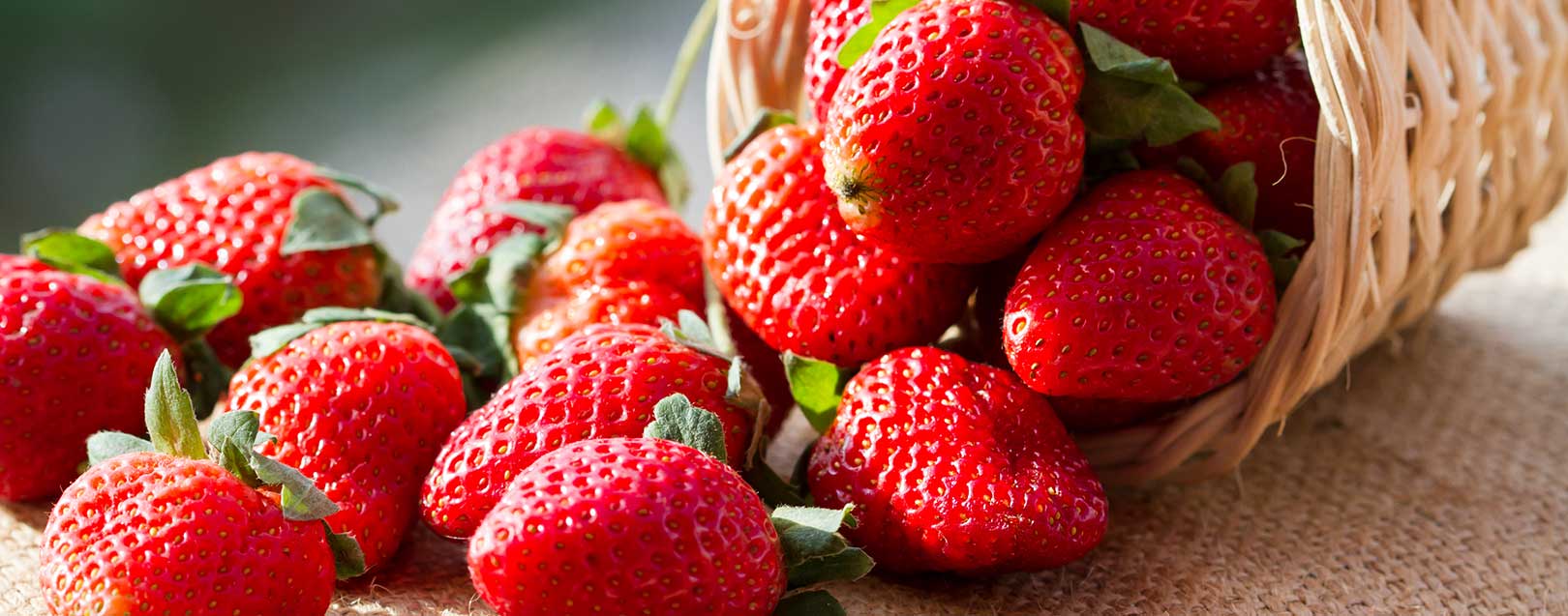 Saudi Arabia bans Egyptian strawberries due to pesticide residues