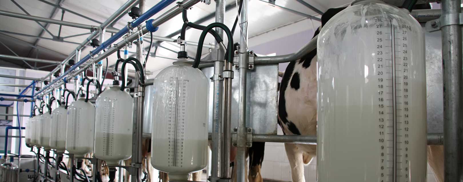 Ban on imports of Chinese milk and milk products extended by a year