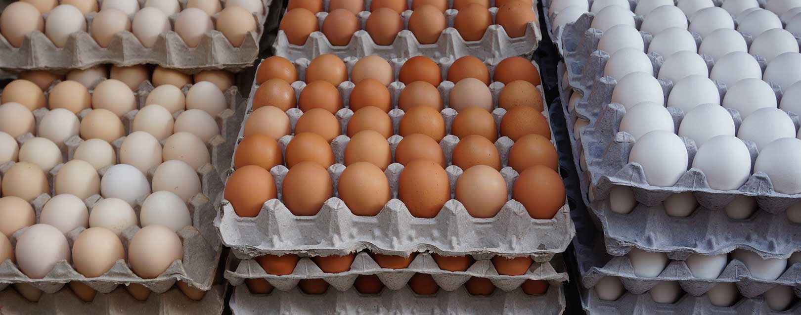 Livestock farmers urge Govt to take measures to resume egg exports to Qatar
