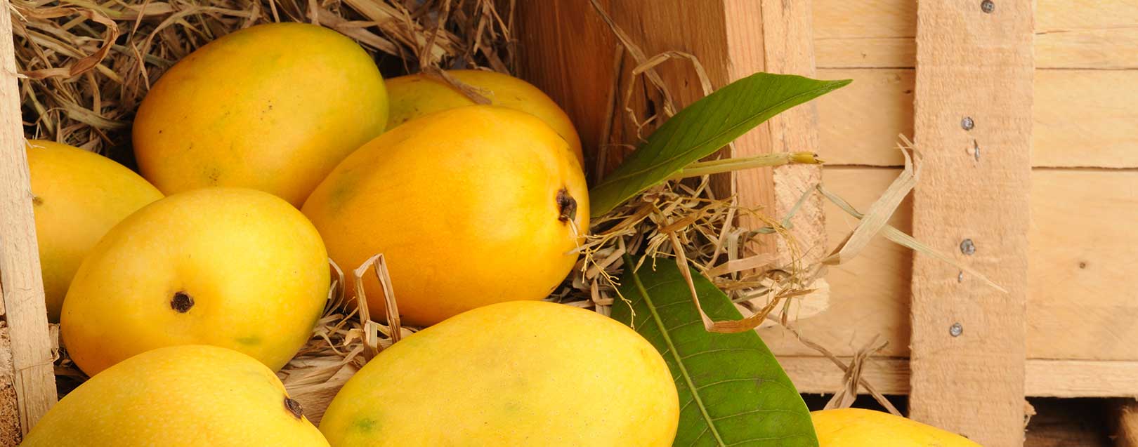Mango exports to be down this year as production drop by 70% in UP