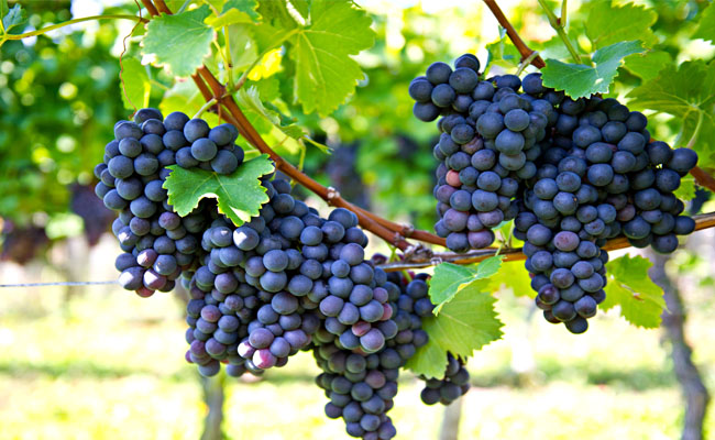 Mahindra ShubhLaabh changes tactic to boost grape exports March 2018 issue