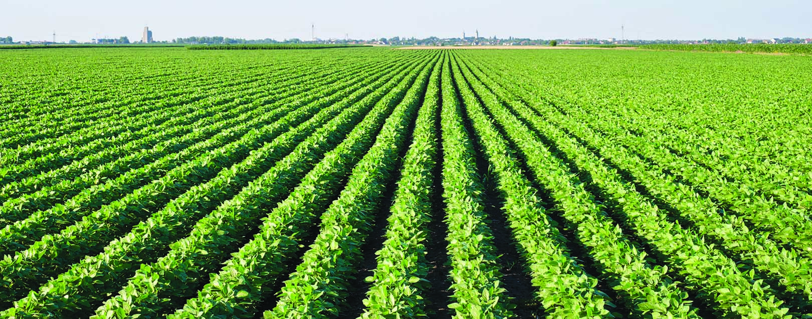 Soybean Meals – In urgent need of a tailwind March 2018 issue