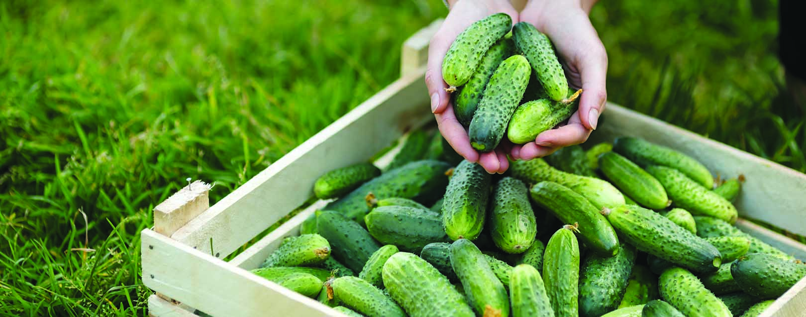 Gherkins - Cool Fruit, Cooler Gains March 2018 issue