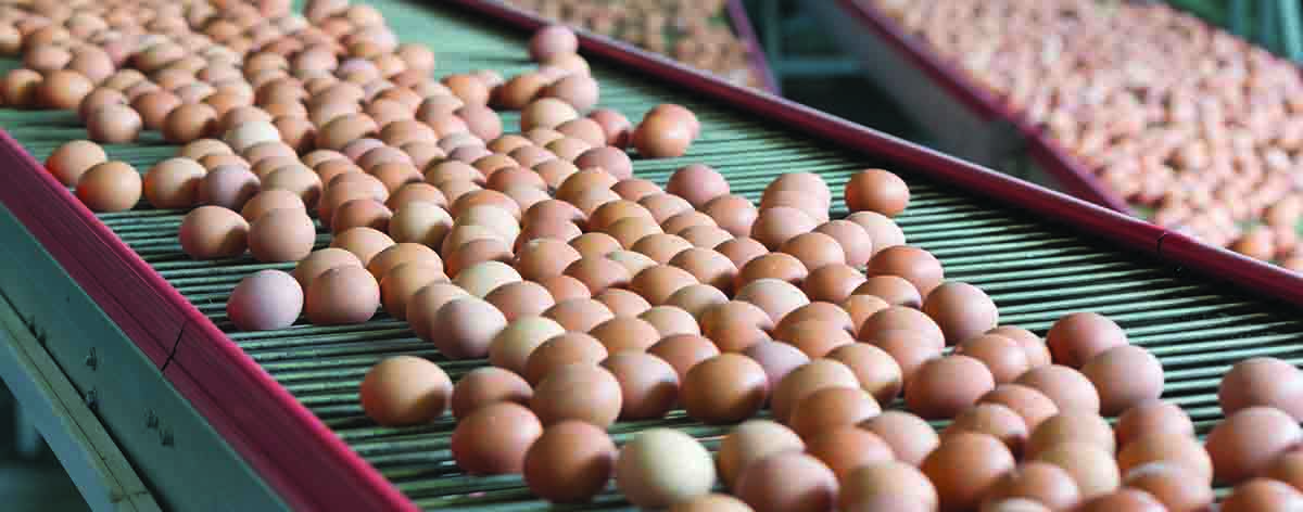 Eggs - Not So Fragile Profits! March 2018 issue