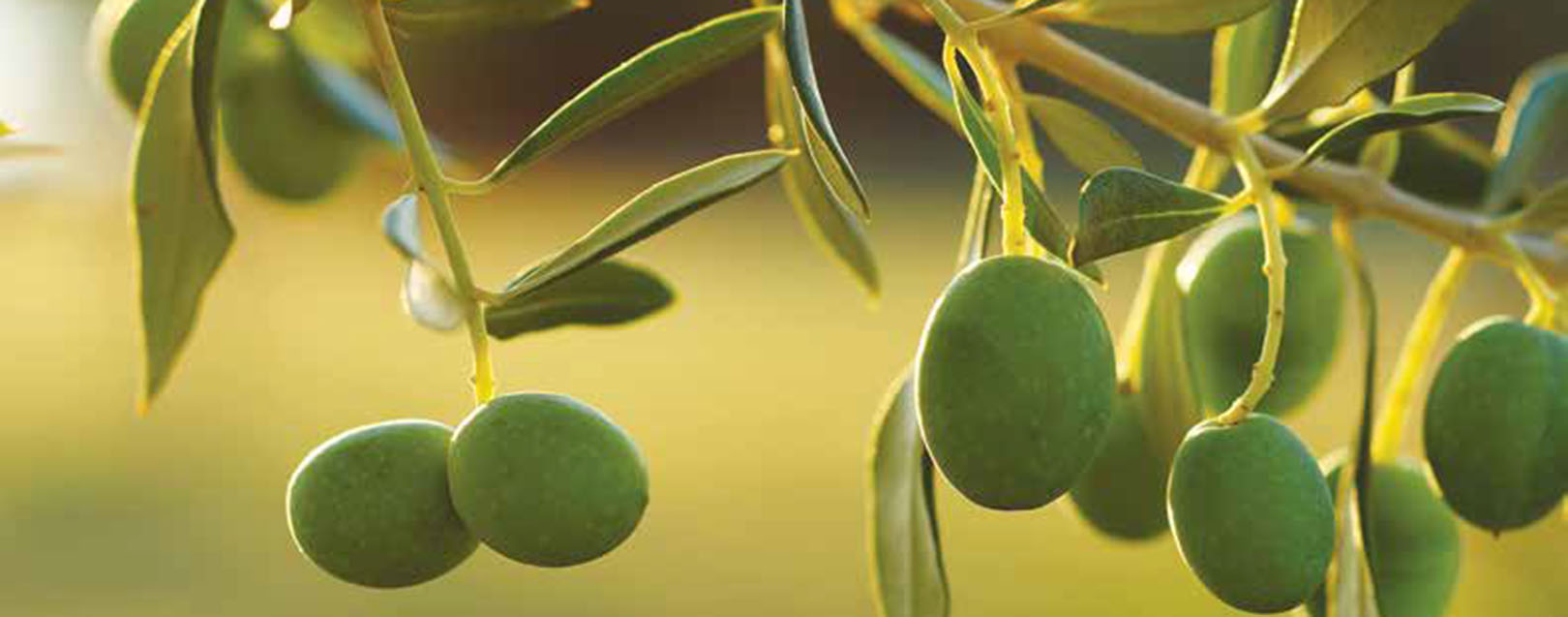 It’s not called Liquid Gold for nothing - Olive Oil March 2018 issue