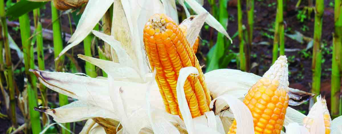 Corn (Maize) - A‘Maize’ing Cereal Awaits Wonder Moment March 2018 issue
