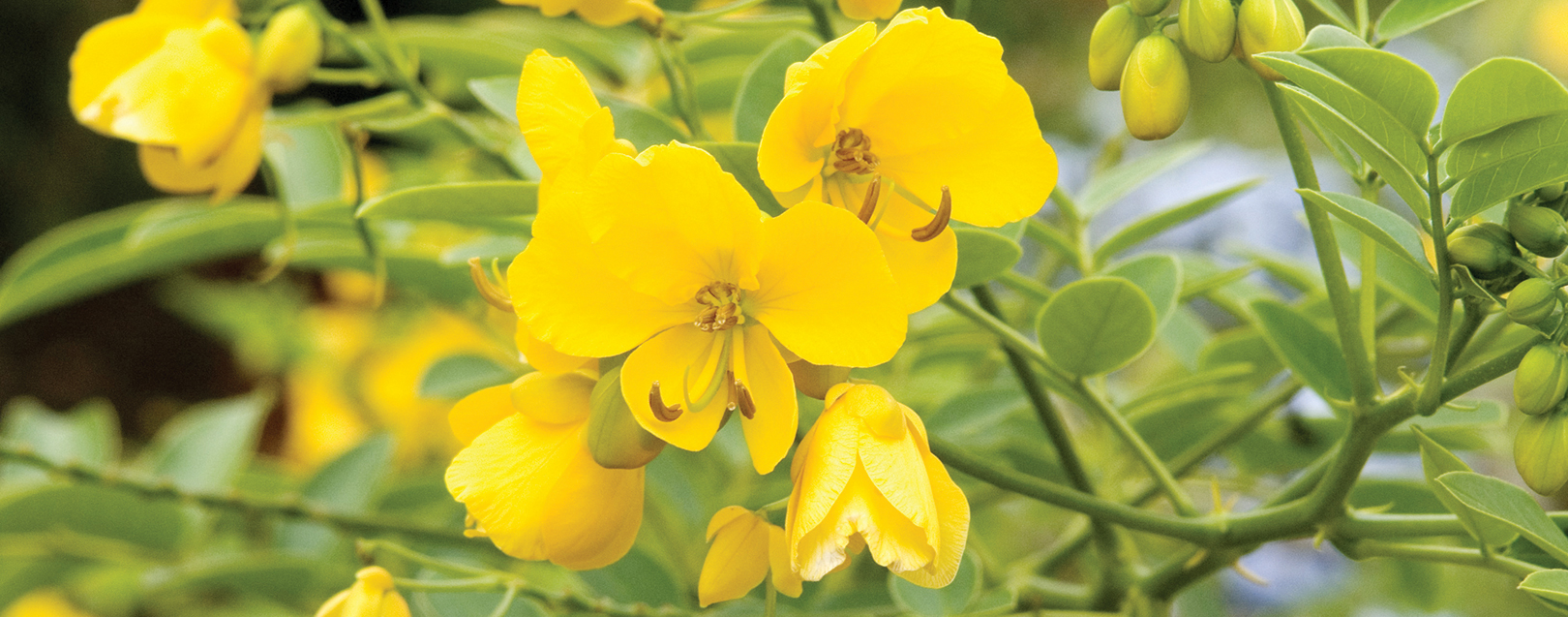 Senna Leaves: Small herb;  Big, reliable idea March 2018 issue