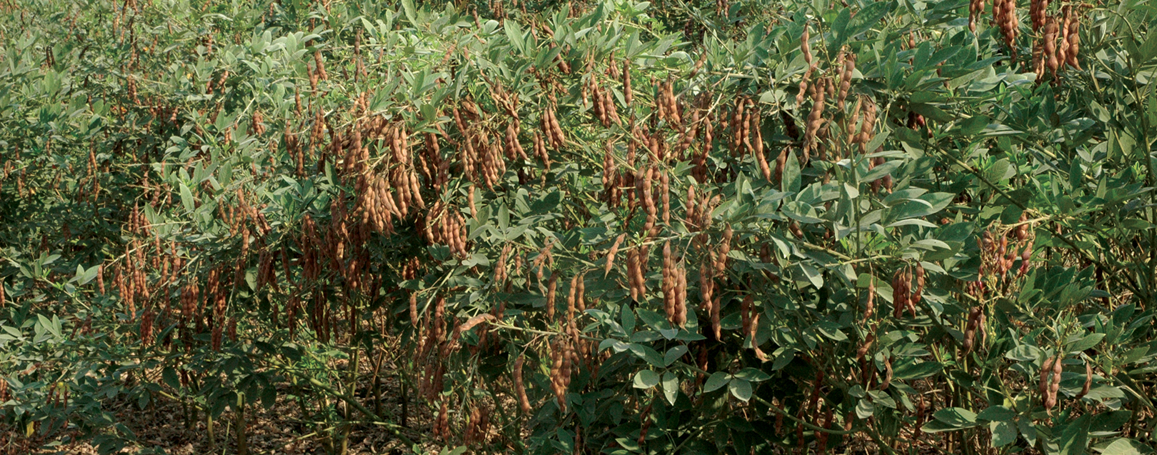 Pigeon Pea-Patience is the key in this trade March 2018 issue