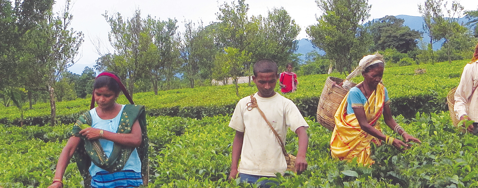 Wakro Organic Tea-A Leaf of Faith! March 2018 issue