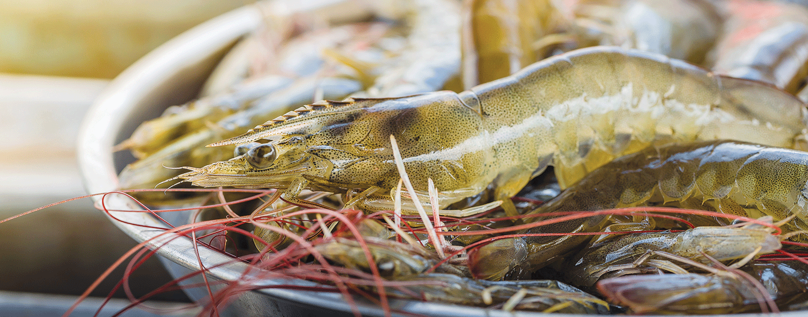 Frozen Shrimps and Prawins-The prize catch March 2018 issue