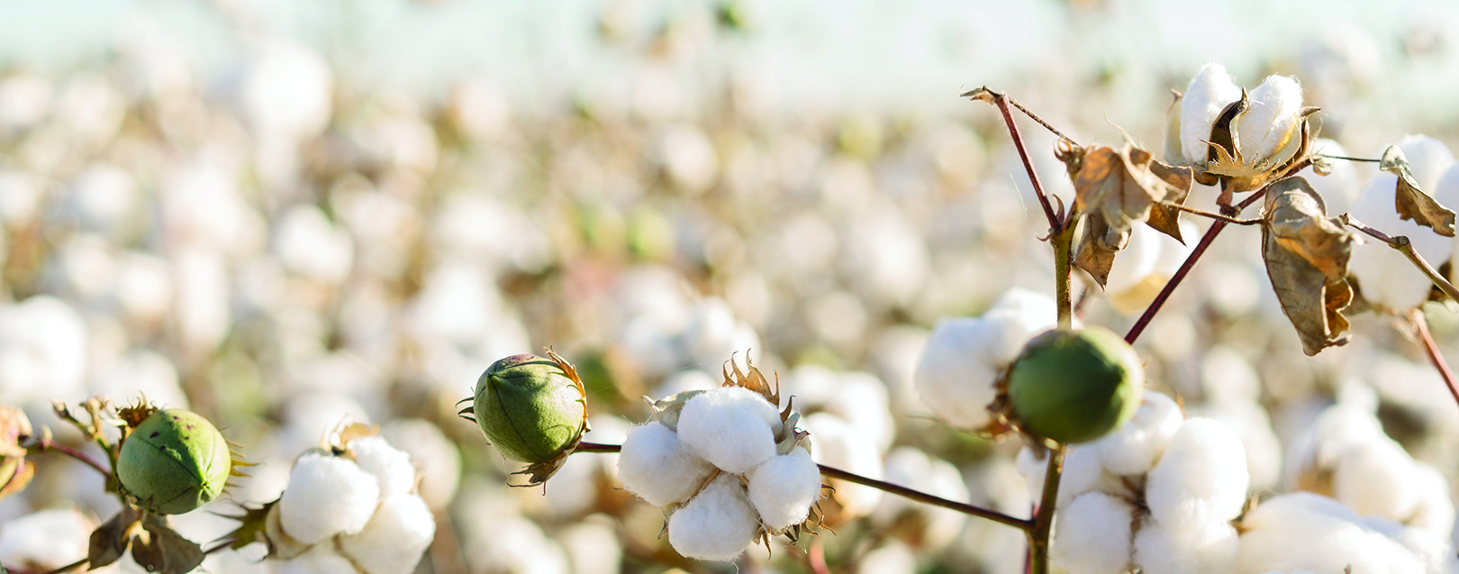 Cotton on to this exports idea March 2018 issue